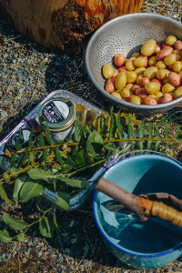 Food Sovereignty, Indigenous Nutrition & Food Systems